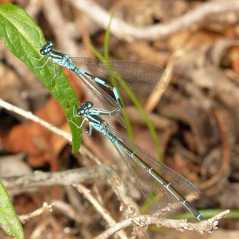 Nordische Azurjungfer (Coenagrion johanssoni), (c) Jörg Siemers/NABU-naturgucker.de Nordische Azurjungfer (Coenagrion johanssoni), (c) Jörg Siemers/NABU-naturgucker.de