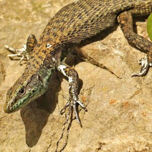 Pracht-Kieleidechse (Algyroides nigropunctatus), (c) Peter Weiser/NABU-naturgucker.de Pracht-Kieleidechse (Algyroides nigropunctatus), (c) Peter Weiser/NABU-naturgucker.de