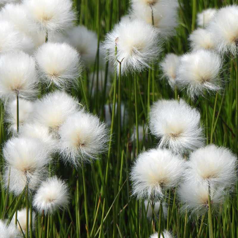 Scheuchzers Wollgras (Eriophorum scheuchzeri), (c) Jörg Chmill-Völsch/NABU-naturgucker.de Scheuchzers Wollgras (Eriophorum scheuchzeri), (c) Jörg Chmill-Völsch/NABU-naturgucker.de