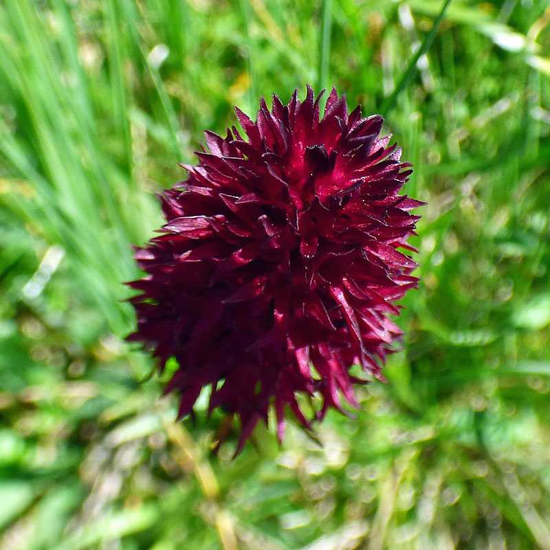 Schwarzes Kohlröschen (Nigritella nigra), (c) Stefan Jung/NABU-naturgucker.de Schwarzes Kohlröschen (Nigritella nigra), (c) Stefan Jung/NABU-naturgucker.de