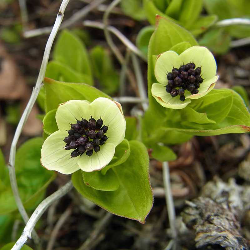 Schwedischer Hartriegel (Cornus suecica), (c) Gaby Schulemann-Maier/NABU-naturgucker.de Schwedischer Hartriegel (Cornus suecica), (c) Gaby Schulemann-Maier/NABU-naturgucker.de