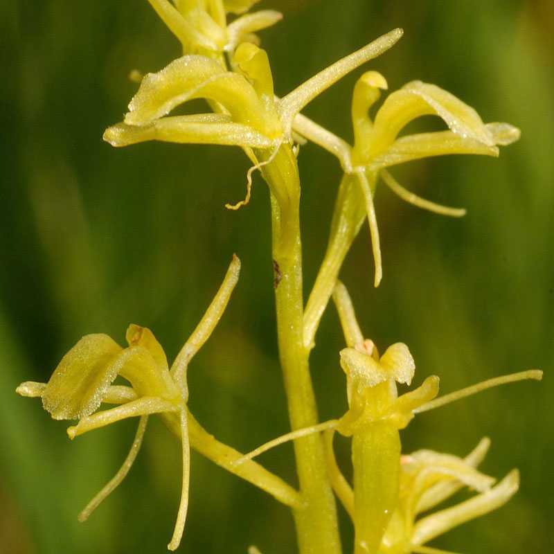 Sumpf-Glanzkraut (Liparis loeselii), (c) Dieter Gschwend/NABU-naturgucker.de Sumpf-Glanzkraut (Liparis loeselii), (c) Dieter Gschwend/NABU-naturgucker.de