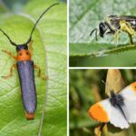 Weiden-Linienbock (Oberea oculata), Sechsfleck-Schmalbiene (Lasioglossum sexnotatum) und Aurorafalter (Anthocharis cardamines), alle (c) Rolf Jantz/NABU-naturgucker.de