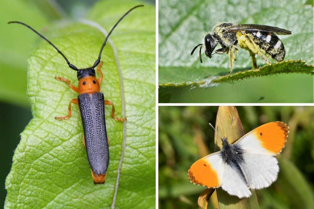 Weiden-Linienbock (Oberea oculata), Sechsfleck-Schmalbiene (Lasioglossum sexnotatum) und Aurorafalter (Anthocharis cardamines), alle (c) Rolf Jantz/NABU-naturgucker.de