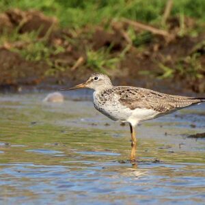 Grünschenkel (Tringa nebularia), (c) Ursula Spolders/NABU-naturgucker.de