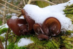 Judasohr (Auricularia auricula-judae), (c) Christine Laumann/NABU-naturgucker.de