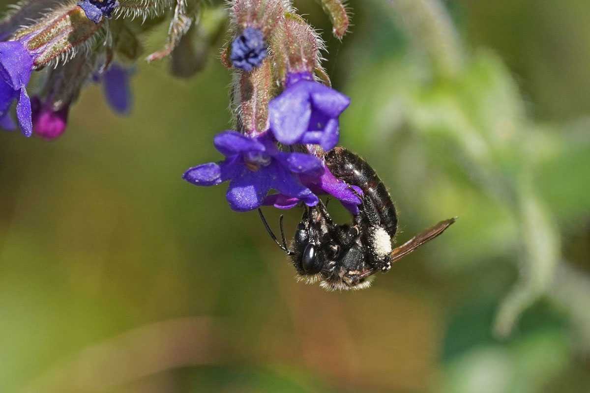 Ochsenzungen-Sandbiene (Andrena nasuta), (c) Julia Moning, CC BY 4.0