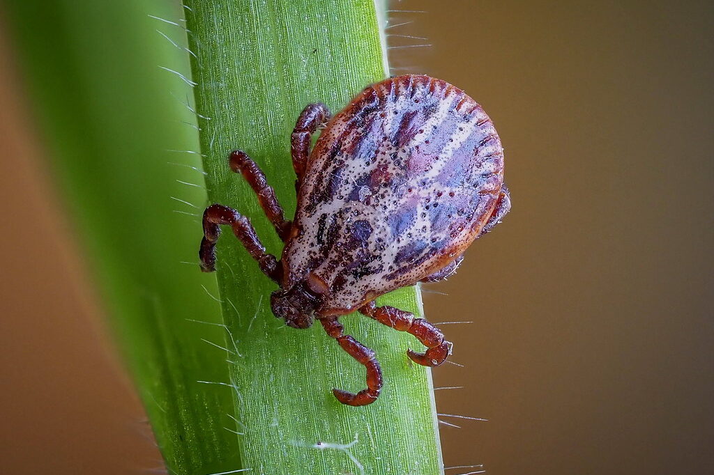 Dermacentor_reticularis_Palfi Wiesenzecke (Dermacentor reticulatus), (c) Istvan und Sabine Palfi/NABU-naturgucker.de