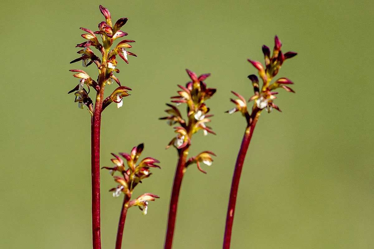 Europäische Korallenwurz (Corallorhiza trifida), (c) Mathias Lohr Europäische Korallenwurz (Corallorhiza trifida), (c) Mathias Lohr