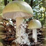 Grüner Knollenblätterpilz (Amanita phalloides), (c) Dr. Rita Lüder