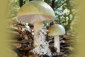 Grüner Knollenblätterpilz (Amanita phalloides), (c) Dr. Rita Lüder