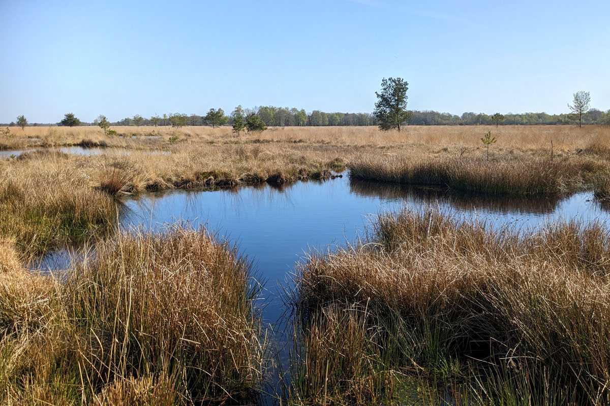 Landschaft im Haaksberger Veen, (c) Thomas Griesohn-Pflieger Landschaft im Haaksberger Veen, (c) Thomas Griesohn-Pflieger