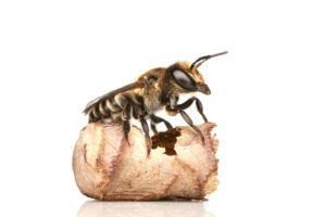 Luzerne-Blattschneiderbiene (Megachile rotundata), (c) Frederik Rothe/NativeBeesOfEurope