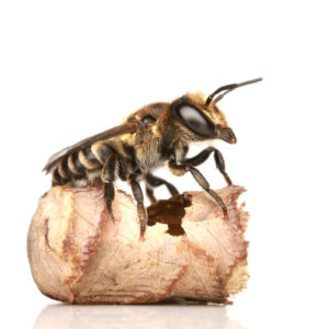 Luzerne-Blattschneiderbiene (Megachile rotundata), (c) Frederik Rothe/NativeBeesOfEurope