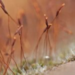 Mauer-Drehzahnmoos (Tortula muralis), (c) Annika Kruse
