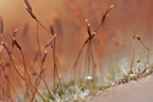 Mauer-Drehzahnmoos (Tortula muralis), (c) Annika Kruse