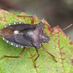 Rotbeinige Baumwanze (Pentatoma rufipes), (c) Mareike Possienke