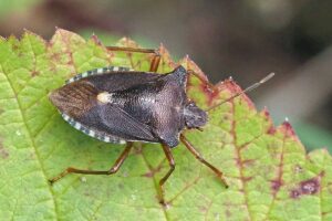 Rotbeinige Baumwanze (Pentatoma rufipes), (c) Mareike Possienke