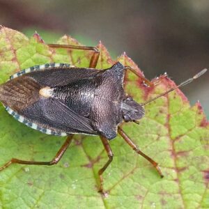 Rotbeinige Baumwanze (Pentatoma rufipes), (c) Mareike Possienke