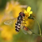 Späte Großstirnschwebfliege (Scaeva pyrastri), (c) Jürgen Gehnen/NABU-naturgucker.de