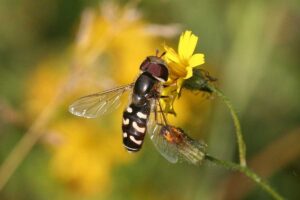 Späte Großstirnschwebfliege (Scaeva pyrastri), (c) Jürgen Gehnen/NABU-naturgucker.de
