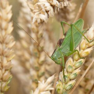 Zwitscherschrecke (Tettigonia cantans), (c) Christian Roesti