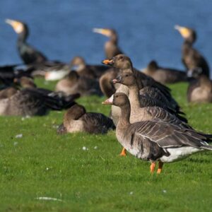 Drei Wildgansarten stehen hier zusammen, aber welche?, (c) Thomas Griesohn-Pflieger/NABU-naturgucker.de