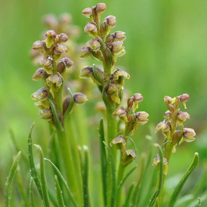 Alpen-Zwergorchis (Chamorchis alpina), (c) Marco Klüber Alpen-Zwergorchis (Chamorchis alpina), (c) Marco Klüber