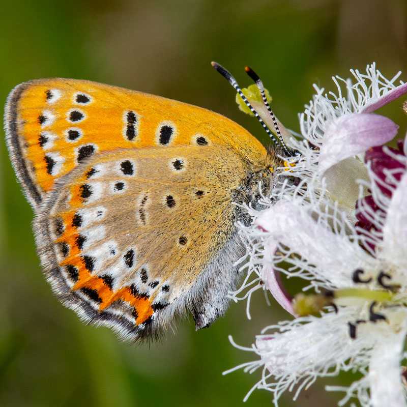 Blauschillernder Feuerfalter (Lycaena helle), (c) Mathias Lohr Blauschillernder Feuerfalter (Lycaena helle), (c) Mathias Lohr