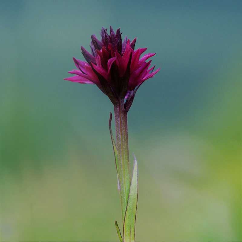 Braut-Kohlröschen (Nigritella nigra subsp. runei), (c) Marco Klüber Braut-Kohlröschen (Nigritella nigra subsp. runei), (c) Marco Klüber
