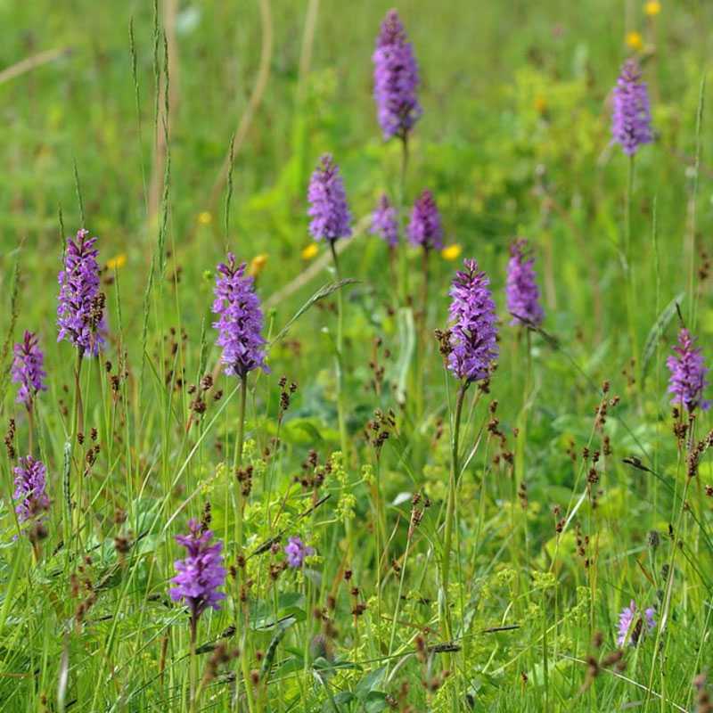 Lofoten-Fingerwurz (Dactylorhiza fuchsii subsp. punicea), (c) Marco Klüber Lofoten-Fingerwurz (Dactylorhiza fuchsii subsp. punicea), (c) Marco Klüber