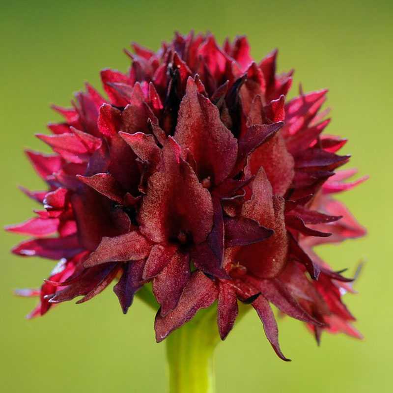 Schwarzes Kohlröschen (Nigritella nigra), (c) Marco Klüber Schwarzes Kohlröschen (Nigritella nigra), (c) Marco Klüber