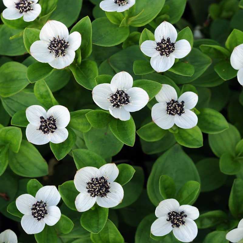 Schwedischer Hartriegel (Cornus suecica), (c) Marco Klüber Schwedischer Hartriegel (Cornus suecica), (c) Marco Klüber