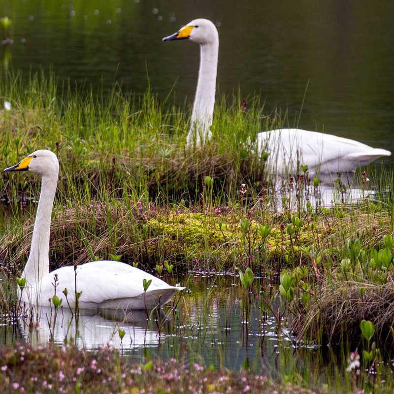 Singschwan (Cygnus cygnus), (c) Mathias Lohr Singschwan (Cygnus cygnus), (c) Mathias Lohr