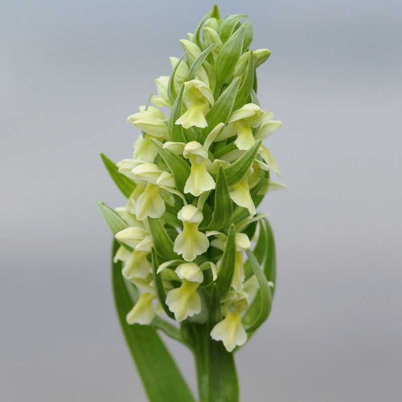 Strohgelbe Fingerwurz (Dactylorhiza ochroleuca), (c) Marco Klüber Strohgelbe Fingerwurz (Dactylorhiza ochroleuca), (c) Marco Klüber