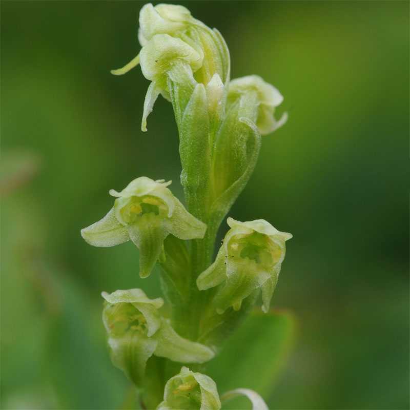 Wenigblütige Waldhyazinthe (Lysiella oligantha), (c) Marco Klüber Wenigblütige Waldhyazinthe (Lysiella oligantha), (c) Marco Klüber