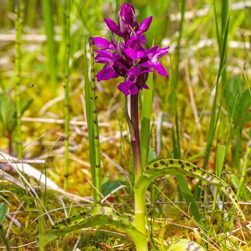Lappländische Fingerwurz (Dactylorhiza lapponica), (c) Mathias Lohr Lappländische Fingerwurz (Dactylorhiza lapponica), (c) Mathias Lohr