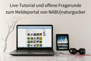 Live-Tutorial und offene Fragerunde zum Meldeportal von NABU|naturgucker, Foto Laptop & Co. (c) Monoar_CGI_Artist/Pixabay