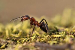 Waldameise (Formica sp.), (c) Torben Rust/NABU-naturgucker.de