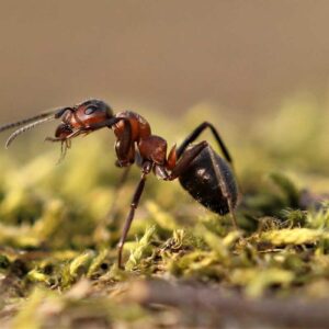 Waldameise (Formica sp.), (c) Torben Rust/NABU-naturgucker.de