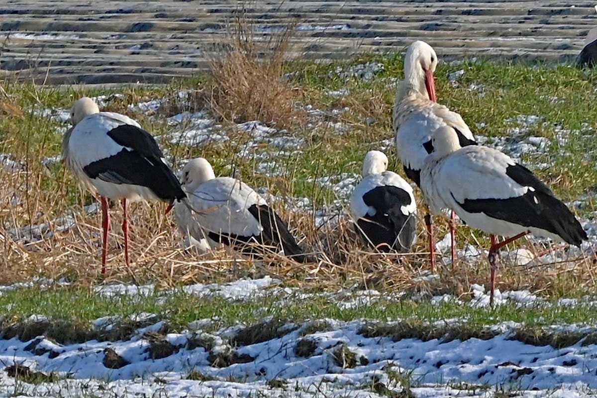 Weißstörche (Ciconia ciconia) im Februar, (c) Hans Schwarting/NABU-naturgucker.de Weißstörche (Ciconia ciconia) im Februar, (c) Hans Schwarting/NABU-naturgucker.de