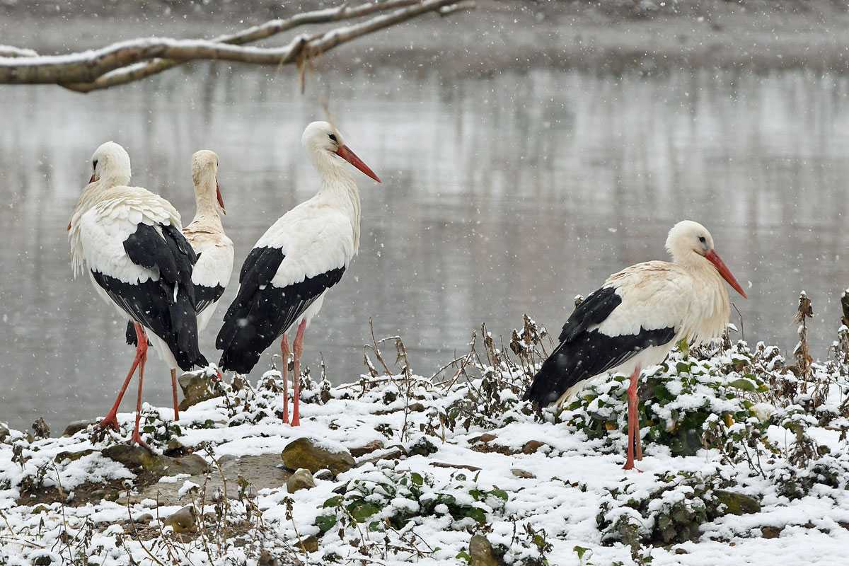 Weißstörche (Ciconia ciconia) im Winter, (c) Harald Bott/NABU-naturgucker.de Weißstörche (Ciconia ciconia) im Winter, (c) Harald Bott/NABU-naturgucker.de