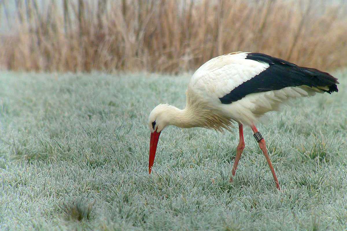 Weißstorch (Ciconia ciconia), (c) Michael Wimbauer/NABU-naturgucker.de Weißstorch (Ciconia ciconia), (c) Michael Wimbauer/NABU-naturgucker.de