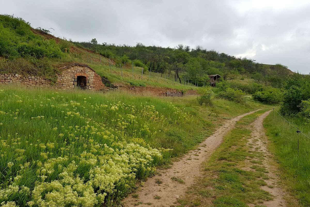 Offene Landschaft im Umfeld von Teutschenthal, (c) Nadine Röhnert/NABU-naturgucker.de