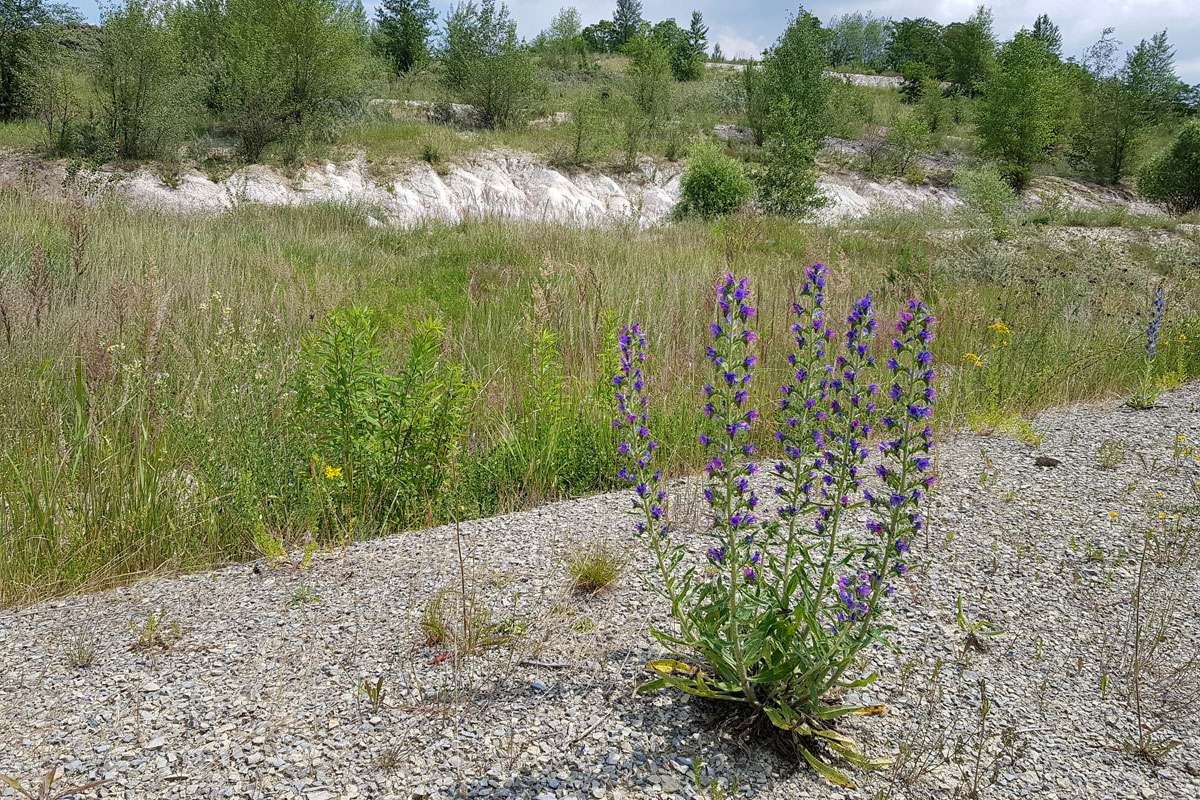 Landschaft in einem ehemaligen Tagebaugebiet, (c) Nadine Röhnert/NABU-naturgucker.de