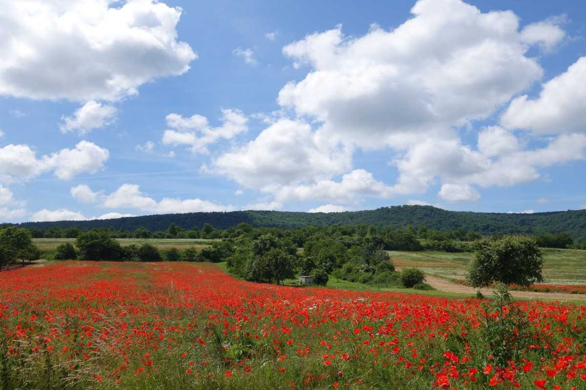 Kulturlandschaft in Sachsen-Anhalt, (c) Wolfgang Borchardt/NABU-naturgucker.de