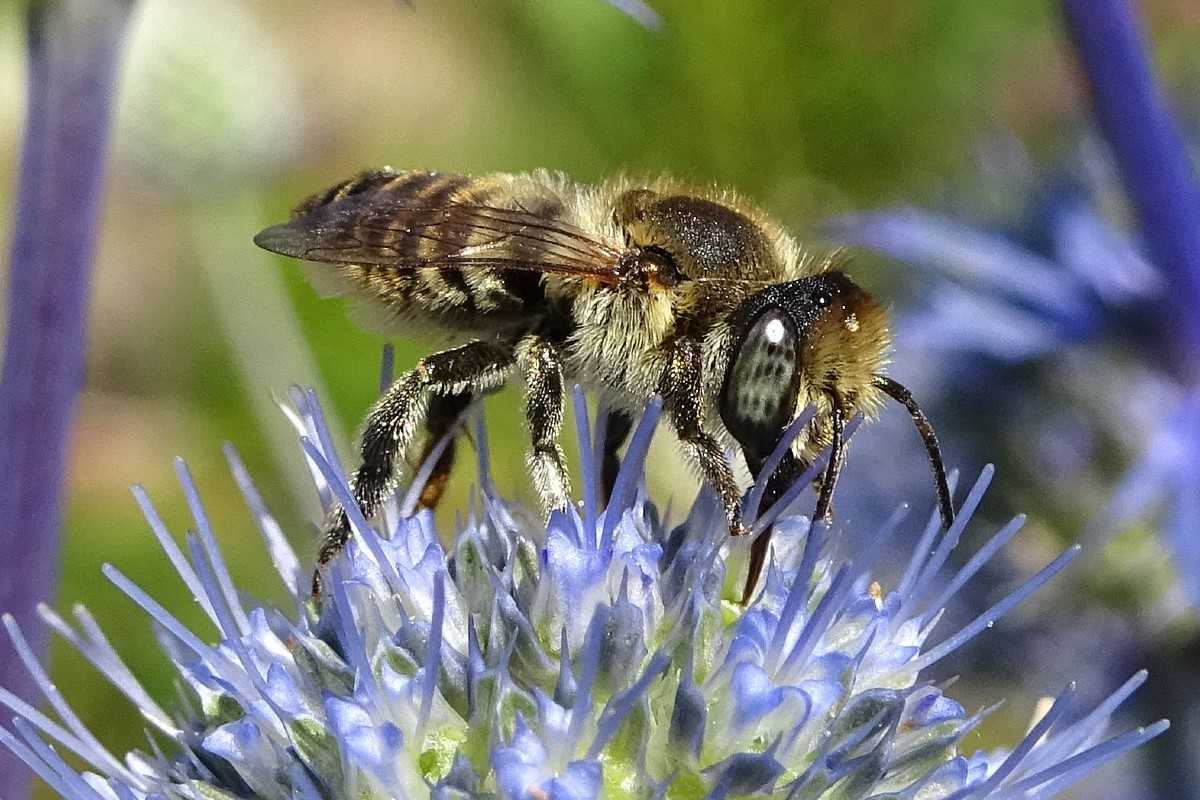 Blattschneiderbiene (Megachile sp.), (c) Carmen Themel/NABU-naturgucker.de