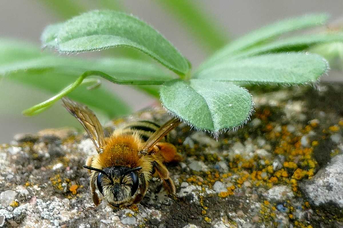 Sandbiene (Andrena sp.), (c) Katrin Schneider/NABU-naturgucker.de
