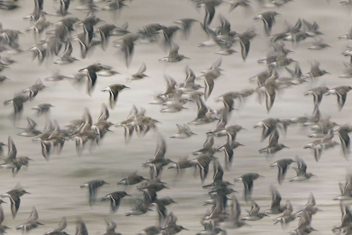 Spiel mit Schärfeebenen und Bewegung: Alpenstrandläufer (Calidris alpina) im Flug, (c) Holger Braun/NABU-naturgucker.de Spiel mit Schärfeebenen und Bewegung: Alpenstrandläufer (Calidris alpina) im Flug, (c) Holger Braun/NABU-naturgucker.de