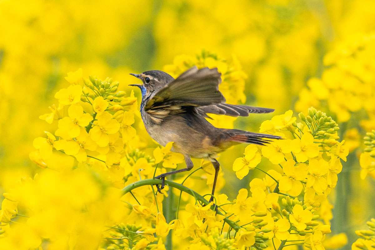 Vorder- und Hintergrund als farblicher Rahmen: Blaukehlchen (Cyanecula svecica), (c) Reinhard Paulin/NABU-naturgucker.de Vorder- und Hintergrund als farblicher Rahmen: Blaukehlchen (Cyanecula svecica), (c) Reinhard Paulin/NABU-naturgucker.de